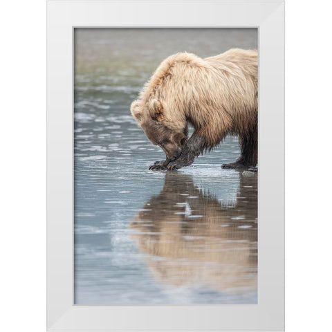 Clamming brown bear reflected at low tide along Cook Inlet. White Modern Wood Framed Art Print by Sederquist, Betty