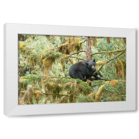 Cub resting in a tree to escape male bears- which could kill it. White Modern Wood Framed Art Print by Sederquist, Betty