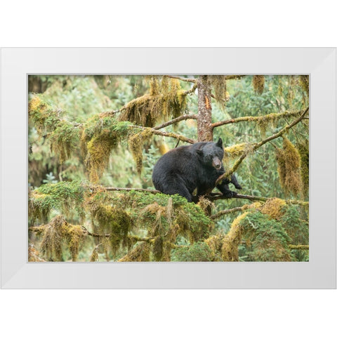 Cub resting in a tree to escape male bears- which could kill it. White Modern Wood Framed Art Print by Sederquist, Betty