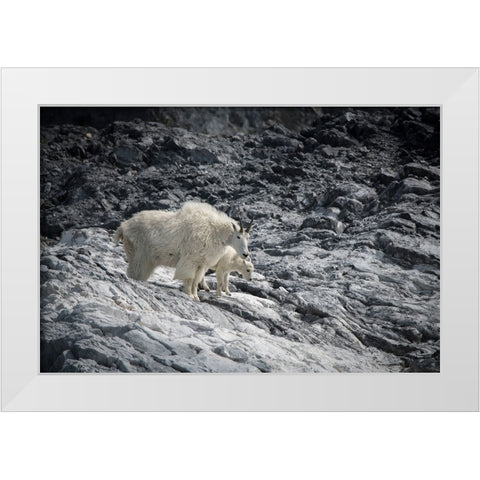 Mama mountain goat and her kid find their footing at Gloomy Knob- Glacier Bay. White Modern Wood Framed Art Print by Sederquist, Betty