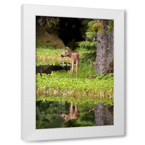 Tiny moose calf waits for its mother at a rainforest pond at Bartlett Cove- Glacier Bay. White Modern Wood Framed Art Print by Sederquist, Betty