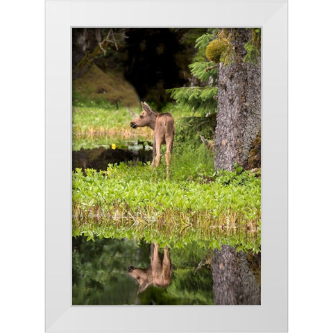 Tiny moose calf waits for its mother at a rainforest pond at Bartlett Cove- Glacier Bay. White Modern Wood Framed Art Print by Sederquist, Betty