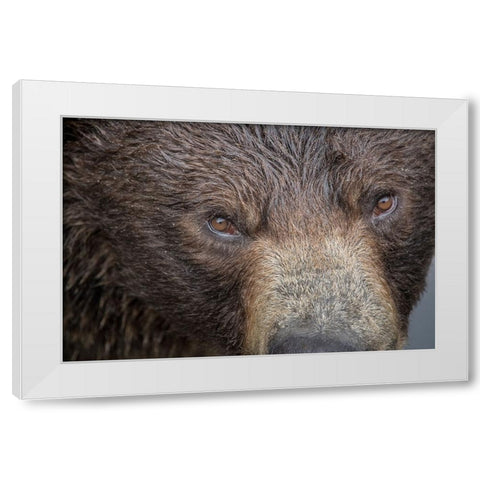 Ultra closeup of a brown bear at Fortress of the Bear- a Sitka rescue center. White Modern Wood Framed Art Print by Sederquist, Betty