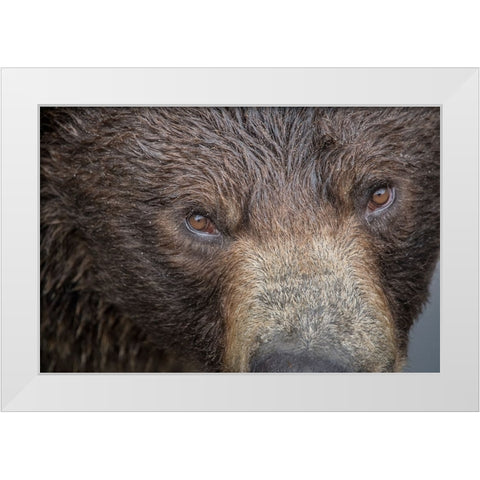 Ultra closeup of a brown bear at Fortress of the Bear- a Sitka rescue center. White Modern Wood Framed Art Print by Sederquist, Betty