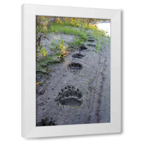USA- Alaska- Noatak National Preserve. Fresh tracks from a Brown Bear. White Modern Wood Framed Art Print by Norrsell, Fredrik