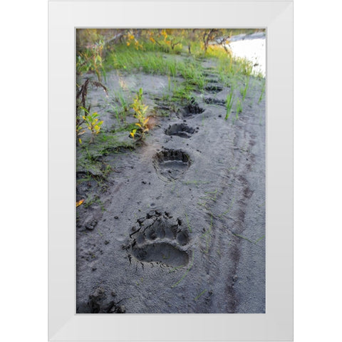 USA- Alaska- Noatak National Preserve. Fresh tracks from a Brown Bear. White Modern Wood Framed Art Print by Norrsell, Fredrik