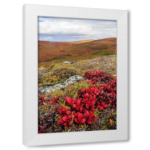 USA- Alaska- Noatak National Preserve. Alpine Bearberry on arctic tundra in autumn colors. White Modern Wood Framed Art Print by Norrsell, Fredrik