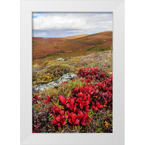 USA- Alaska- Noatak National Preserve. Alpine Bearberry on arctic tundra in autumn colors. White Modern Wood Framed Art Print by Norrsell, Fredrik