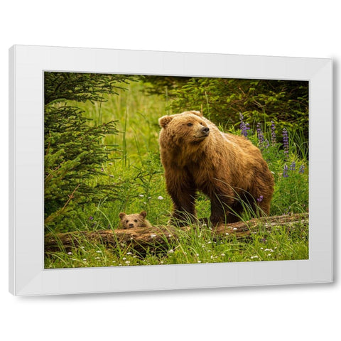 USA-Alaska-Female grizzly bear and cub White Modern Wood Framed Art Print by Theodore, George and Marilu
