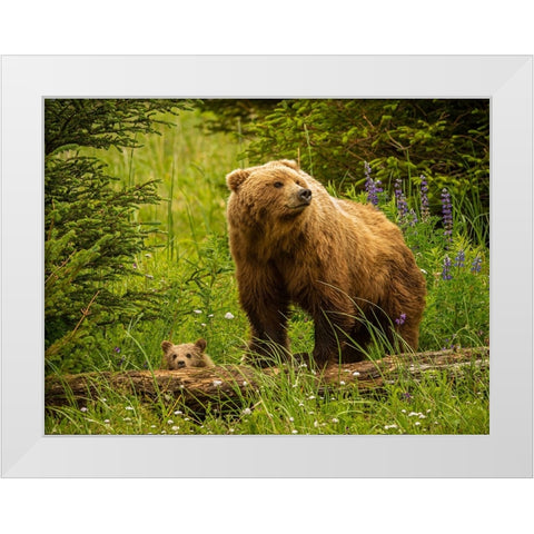 USA-Alaska-Female grizzly bear and cub White Modern Wood Framed Art Print by Theodore, George and Marilu