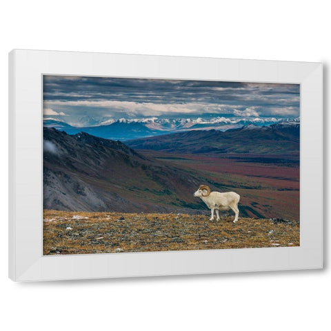 Dall sheep on ridge-fall tundra-Denali National Park-Alaska-USA White Modern Wood Framed Art Print by Garber, Howie