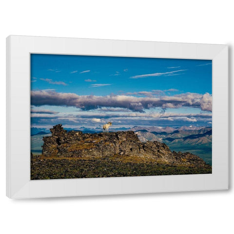 Solo dall ram on ridge-Denali National Park-Alaska-USA White Modern Wood Framed Art Print by Garber, Howie