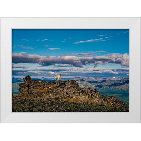 Solo dall ram on ridge-Denali National Park-Alaska-USA White Modern Wood Framed Art Print by Garber, Howie