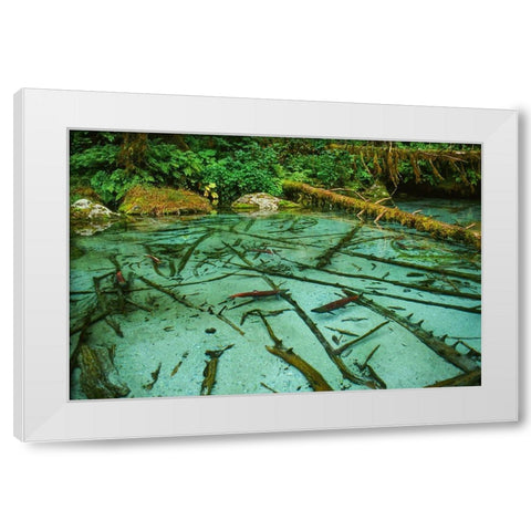 Salmon spawning hole in forest near Haines-Alaska-Tongass National Forest White Modern Wood Framed Art Print by Garber, Howie
