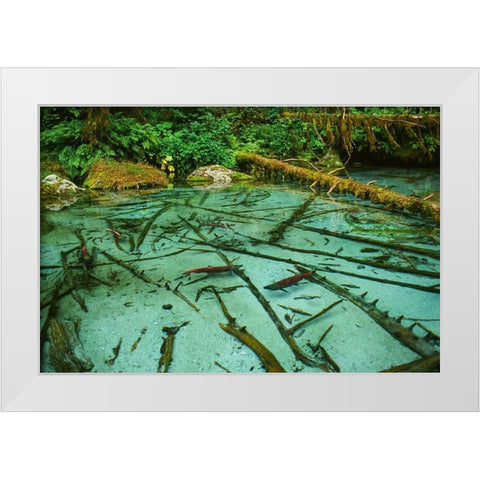 Salmon spawning hole in forest near Haines-Alaska-Tongass National Forest White Modern Wood Framed Art Print by Garber, Howie