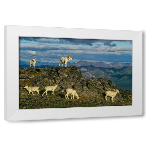 Herd of Dall Rams and Ewes graze on ridge-Denali National Park-Alaska White Modern Wood Framed Art Print by Garber, Howie