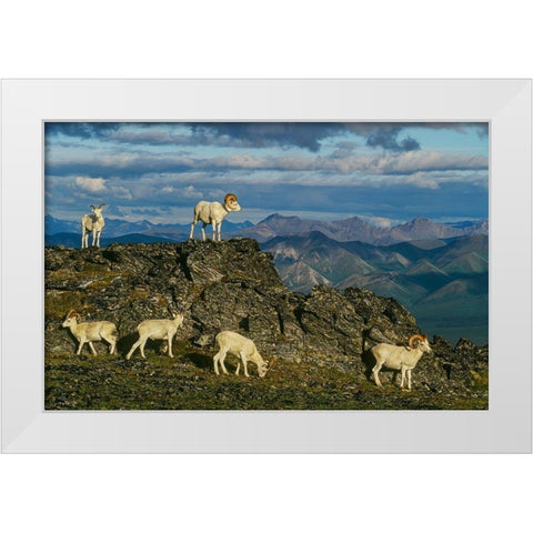 Herd of Dall Rams and Ewes graze on ridge-Denali National Park-Alaska White Modern Wood Framed Art Print by Garber, Howie