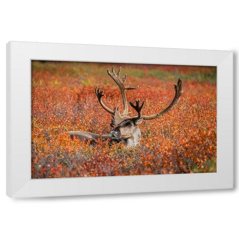 Large male caribou in red fall tundra-eye to eye with photographer-Denali National Park-Alaska White Modern Wood Framed Art Print by Garber, Howie