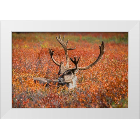 Large male caribou in red fall tundra-eye to eye with photographer-Denali National Park-Alaska White Modern Wood Framed Art Print by Garber, Howie