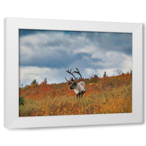 Caribou in fall foliage-Denali national Park-Alaska White Modern Wood Framed Art Print by Garber, Howie