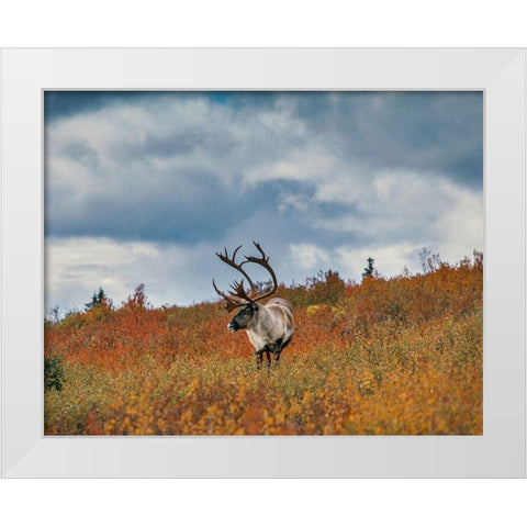Caribou in fall foliage-Denali national Park-Alaska White Modern Wood Framed Art Print by Garber, Howie