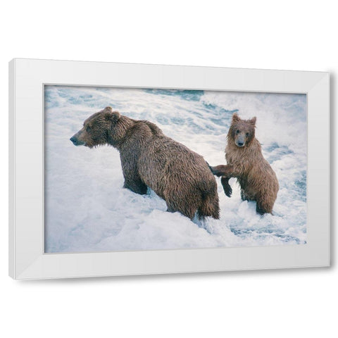Mother and Cub-Alaskan Brown Bear in creek at McNeil River State Game Reserve-Alaska White Modern Wood Framed Art Print by Garber, Howie