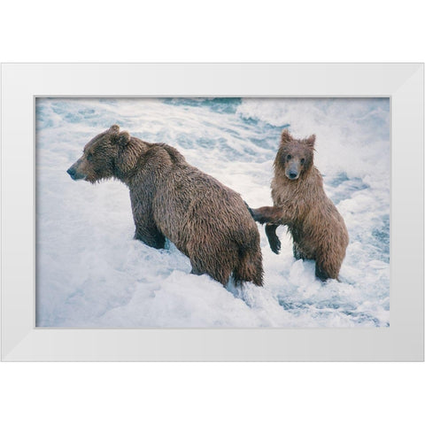Mother and Cub-Alaskan Brown Bear in creek at McNeil River State Game Reserve-Alaska White Modern Wood Framed Art Print by Garber, Howie