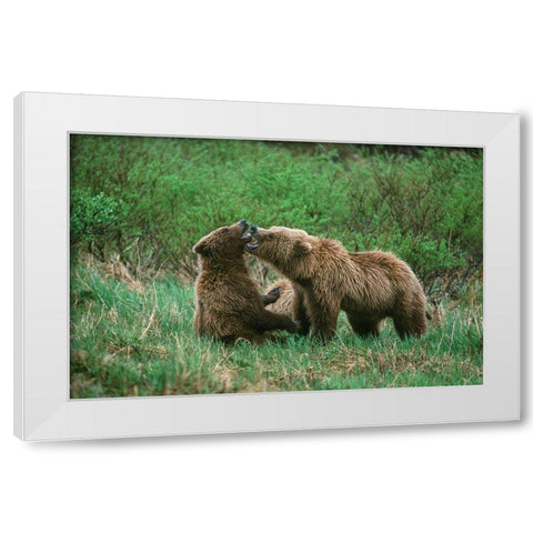 Play behavior between Sow and Cub Brown Bear-McNeil River State Game Reserve-Alaska White Modern Wood Framed Art Print by Garber, Howie