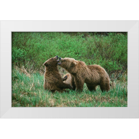 Play behavior between Sow and Cub Brown Bear-McNeil River State Game Reserve-Alaska White Modern Wood Framed Art Print by Garber, Howie
