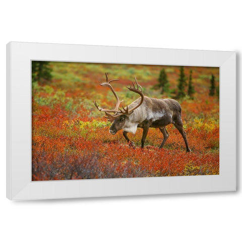 Large male caribou wandering in colorful fall tundra-Denali National Park-Alaska White Modern Wood Framed Art Print by Garber, Howie