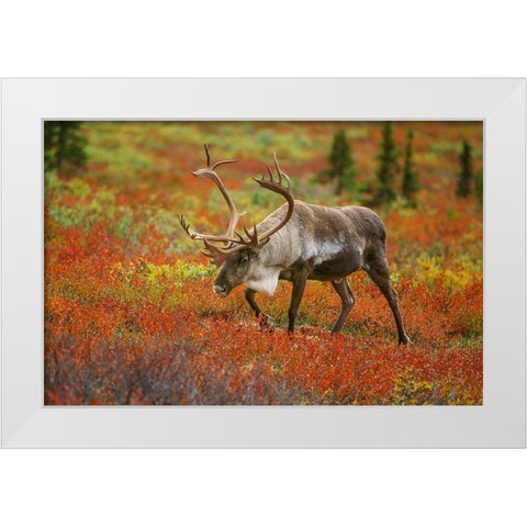 Large male caribou wandering in colorful fall tundra-Denali National Park-Alaska White Modern Wood Framed Art Print by Garber, Howie