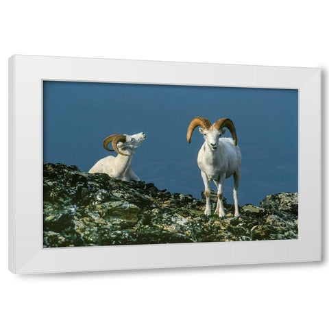 Two Dall Sheep Rams on ridge-Denali National Park-Alaska White Modern Wood Framed Art Print by Garber, Howie