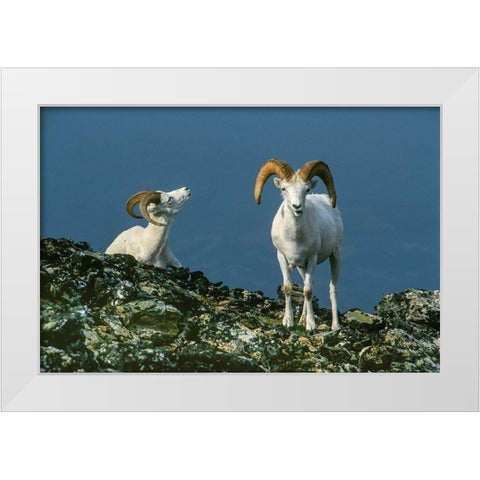 Two Dall Sheep Rams on ridge-Denali National Park-Alaska White Modern Wood Framed Art Print by Garber, Howie
