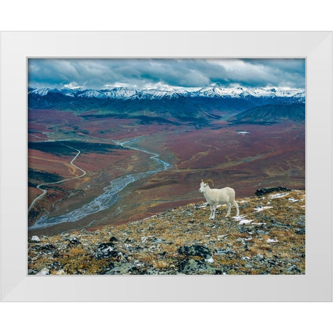 Dall Ram on ridge-fall tundra-Denali National Park-Alaska White Modern Wood Framed Art Print by Garber, Howie