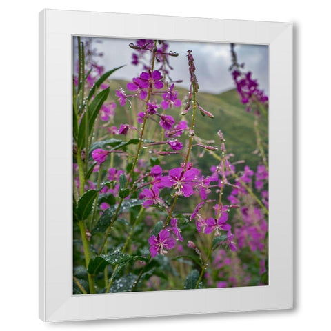 Fireweed and Alaskan morning near Eagle River-Alaska White Modern Wood Framed Art Print by Garber, Howie
