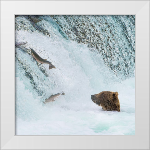Alaska- Brooks Falls. Grizzly bear at the base of the falls watching fish jump. White Modern Wood Framed Art Print by Muir, Janet