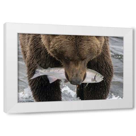 Alaska- Brooks Falls. Grizzley bear holding a salmon in its mouth. White Modern Wood Framed Art Print by Muir, Janet