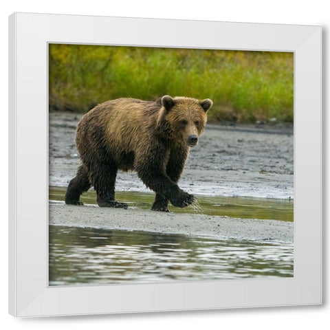 Alaska- Lake Clark. Young grizzly bear walks along the shoreline. White Modern Wood Framed Art Print by Muir, Janet