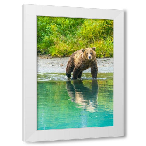 Alaska- Lake Clark. Young grizzly bear walks along the shoreline. White Modern Wood Framed Art Print by Muir, Janet