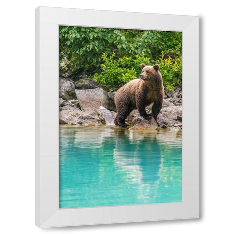 Alaska- Lake Clark. Young grizzly bear walks along the shoreline. White Modern Wood Framed Art Print by Muir, Janet