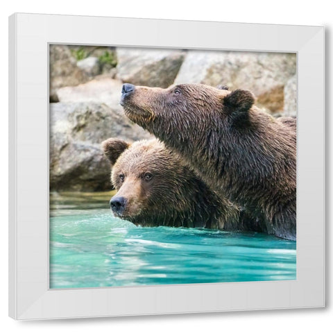 Alaska- Lake Clark. Headshots of two grizzly bears swimming. White Modern Wood Framed Art Print by Muir, Janet