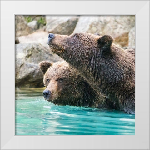 Alaska- Lake Clark. Headshots of two grizzly bears swimming. White Modern Wood Framed Art Print by Muir, Janet