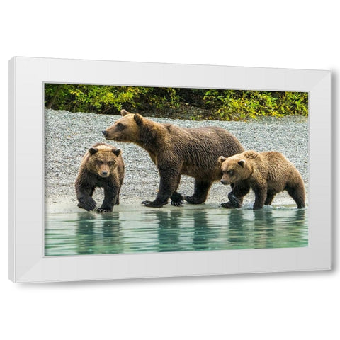 Alaska- Lake Clark. Mom and two cubs walking along the shoreline. White Modern Wood Framed Art Print by Muir, Janet