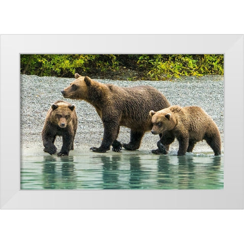 Alaska- Lake Clark. Mom and two cubs walking along the shoreline. White Modern Wood Framed Art Print by Muir, Janet