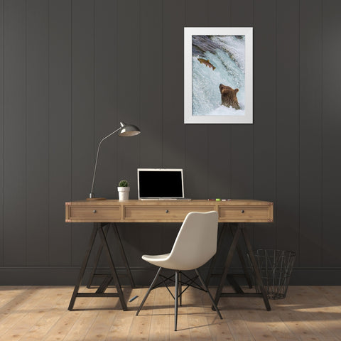 Alaska- Brooks Falls. Grizzly ear at the base of the falls watching a fish jump. White Modern Wood Framed Art Print by Muir, Janet