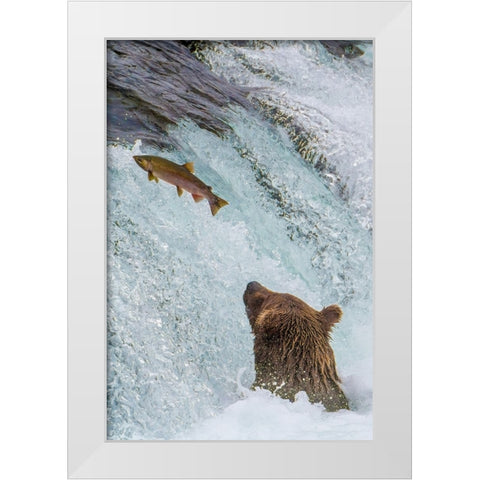 Alaska- Brooks Falls. Grizzly ear at the base of the falls watching a fish jump. White Modern Wood Framed Art Print by Muir, Janet