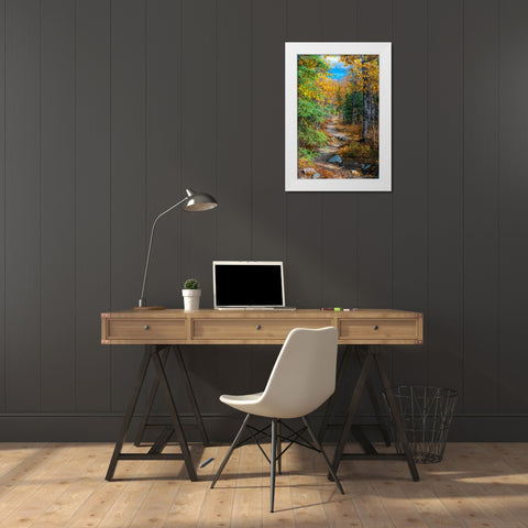 Alaska- Denali National Park. A hiking trail through fall foliage. White Modern Wood Framed Art Print by Muir, Janet