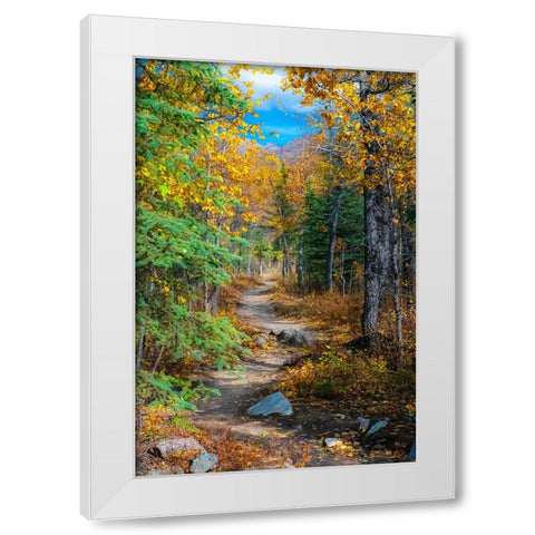 Alaska- Denali National Park. A hiking trail through fall foliage. White Modern Wood Framed Art Print by Muir, Janet