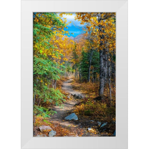 Alaska- Denali National Park. A hiking trail through fall foliage. White Modern Wood Framed Art Print by Muir, Janet