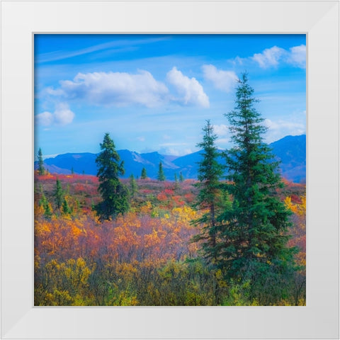 Alaska- Denali National Park. Fall landscape with fall colors. White Modern Wood Framed Art Print by Muir, Janet